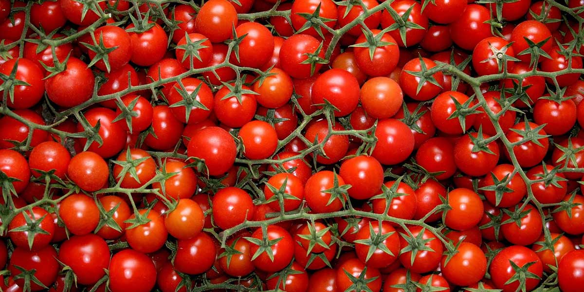 Francia: vaschette da 250g di pomodori ciliegini marocchini vendute a 99 centesimi